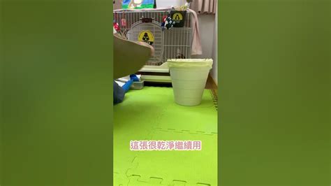 養兔子麻煩嗎